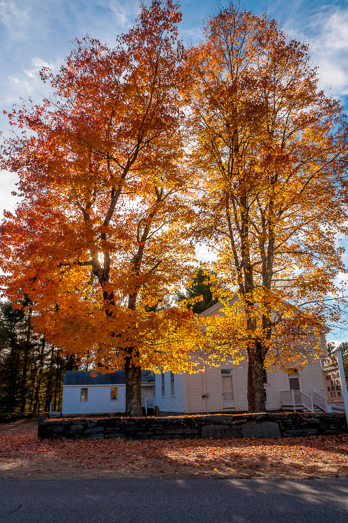 The leaves are beginning to fall by joansmor