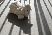 12th Oct 2016 - Sheep and shadow