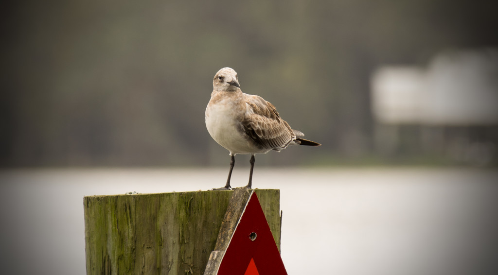 Seagull Standing Guard! by rickster549