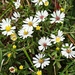A Little Patch Of Tiny White Flowers  by jo38