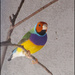Male GOULDIAN Finch by kerenmcsweeney