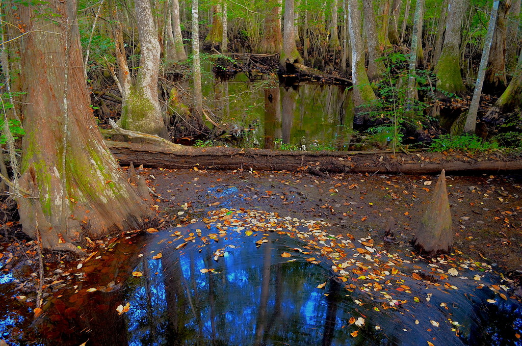 Deep in Beidler Forest at Four Holes Swamp, Dorchester County, South Carolina by congaree
