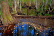 16th Oct 2016 - Deep in Beidler Forest at Four Holes Swamp, Dorchester County, South Carolina