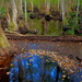 Deep in Beidler Forest at Four Holes Swamp, Dorchester County, South Carolina by congaree