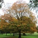 Tree Wollaton Park by oldjosh