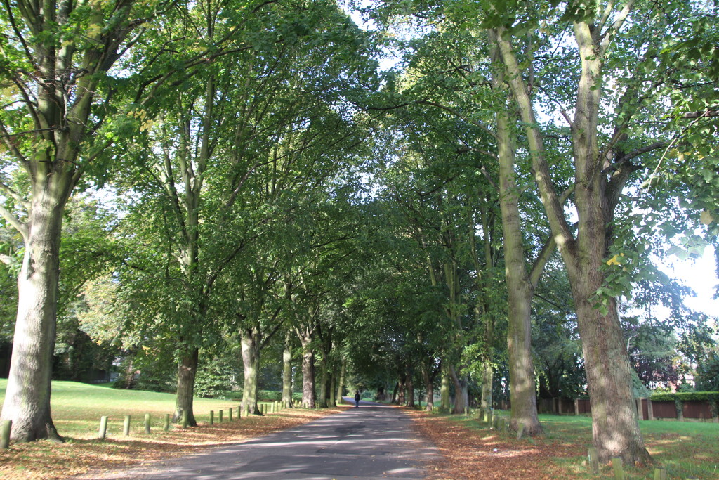 Lime Tree Avenue, Wollaton Park by oldjosh