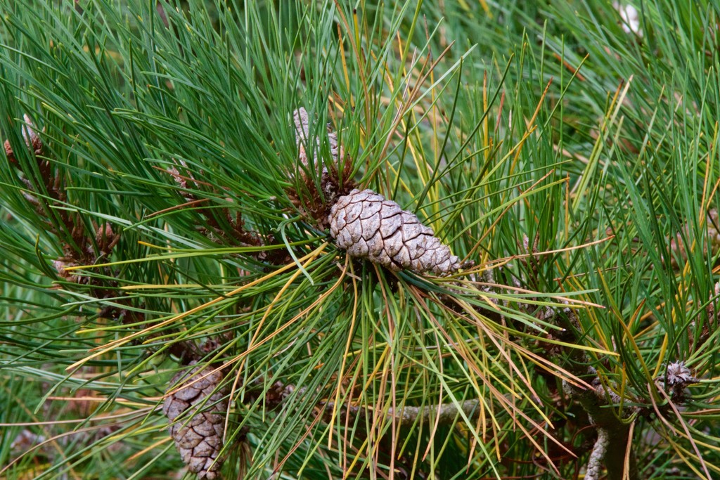 Pine Cone by padlock