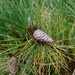 Pine Cone by padlock