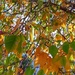 Autumn Leaves by mattjcuk