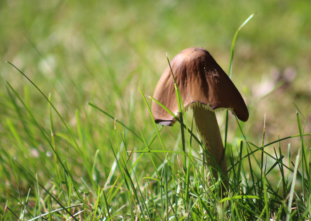 Little toadstool in the grass by mittens