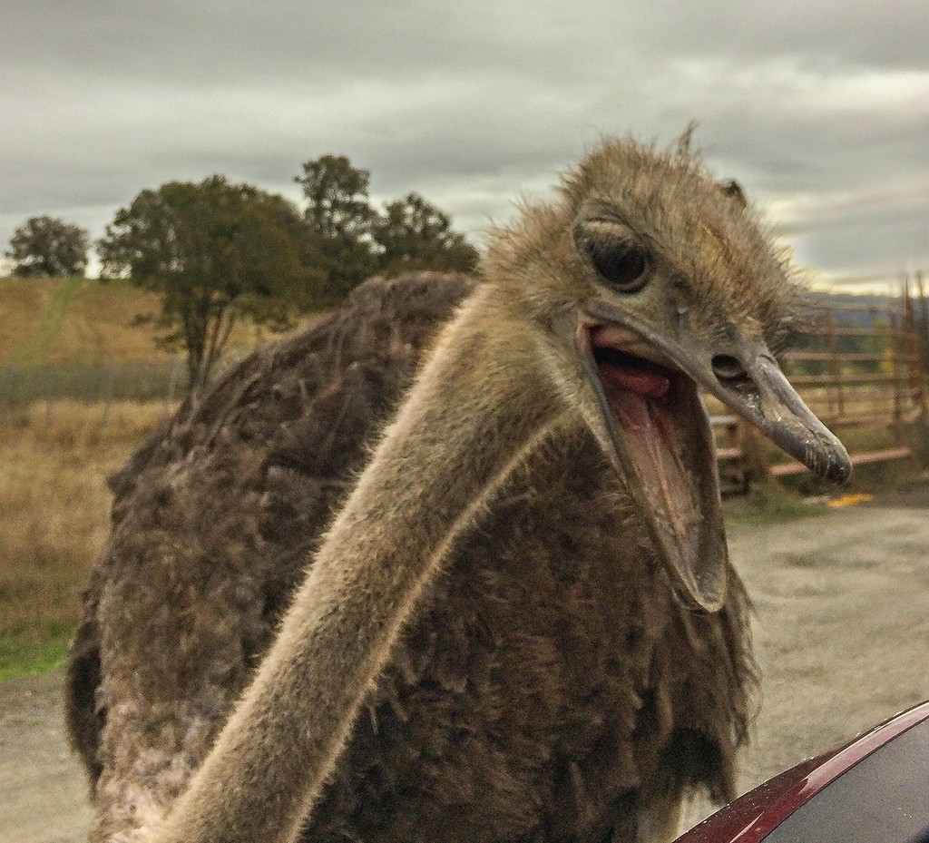 Ostrich Attacking My Car Mirror by jgpittenger