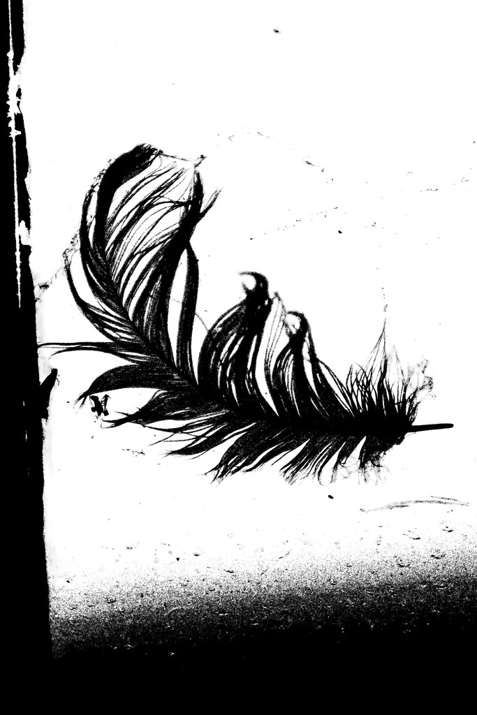 b&w challenge high contrast feather by jackies365