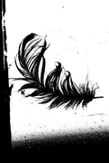 15th Oct 2016 - b&w challenge high contrast feather