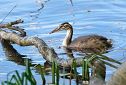 11th Oct 2016 - WATERSIDE BIRD - THREE