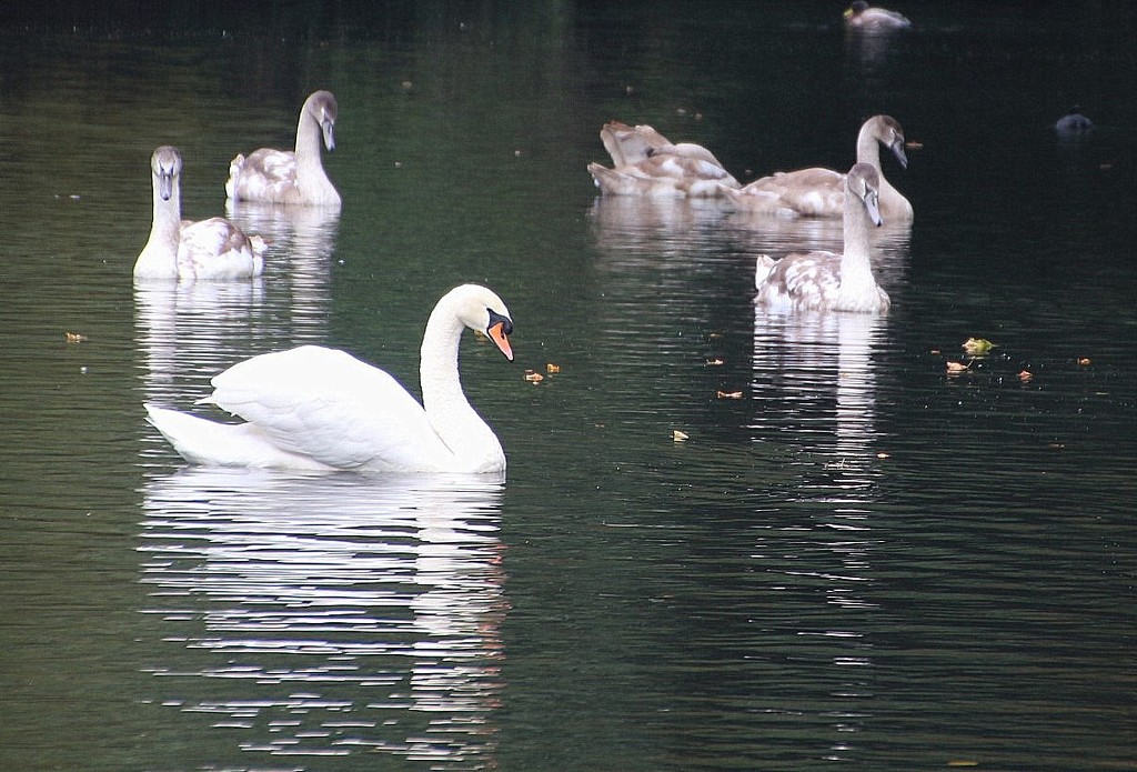 Swan Familly, Vernon Park by oldjosh