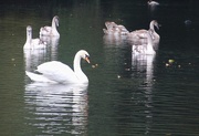 14th Oct 2016 - Swan Familly, Vernon Park