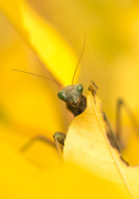 15th Oct 2016 - autumn mantis