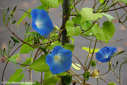 8th Oct 2016 - More Morning Glories