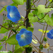 More Morning Glories by falcon11