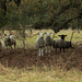 Woolly Gathering by shepherdmanswife