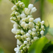 White Lilac  by nicolecampbell