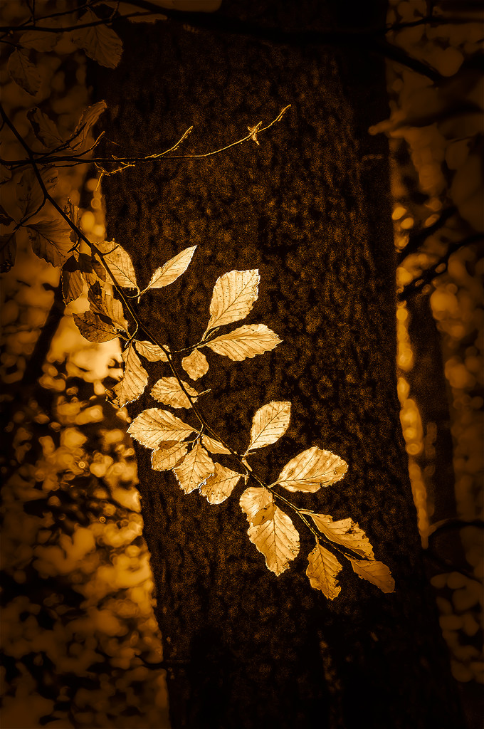 autumn light by jerome
