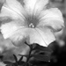 Supertunia in BW by daisymiller