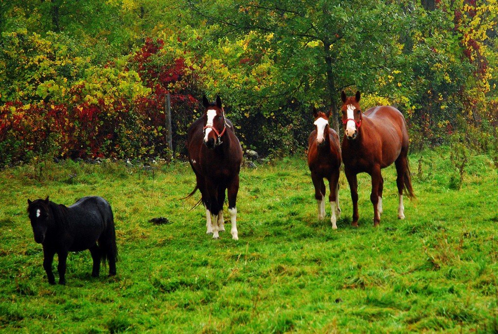 Horses by farmreporter