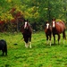 Horses by farmreporter