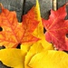 Autumn Leaves by deborahsimmerman
