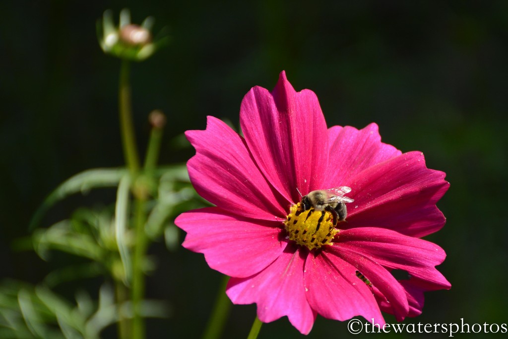Bee on Cosmos by thewatersphotos