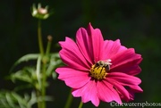 15th Oct 2016 - Bee on Cosmos