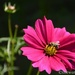 Bee on Cosmos by thewatersphotos