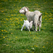 Week of Lambs by yaorenliu