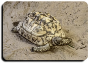 17th Oct 2016 - Jurassic animals,tortoises 