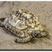 Jurassic animals,tortoises  by stuart46