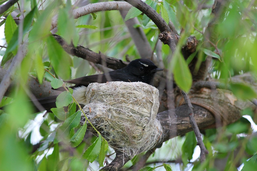 Willie Wag Tail nest by leggzy