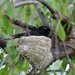 Willie Wag Tail nest by leggzy