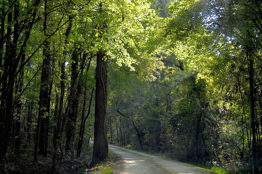 Light in the forest by congaree