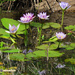 some more water lily with long stems by koalagardens