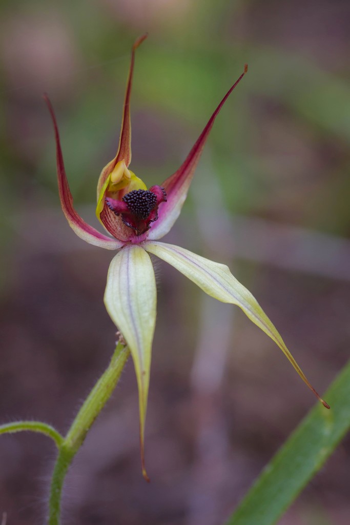 Leaping Spider Orchid by jodies