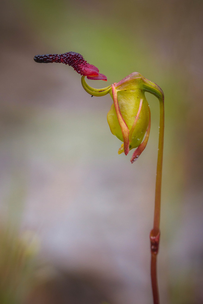 Flying Duck Orchid by jodies