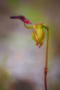 17th Oct 2016 - Flying Duck Orchid