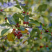Fall Berries by gardencat