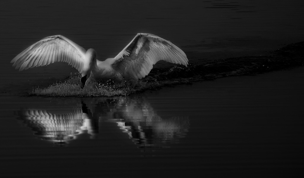 Angel Swan by jesperani