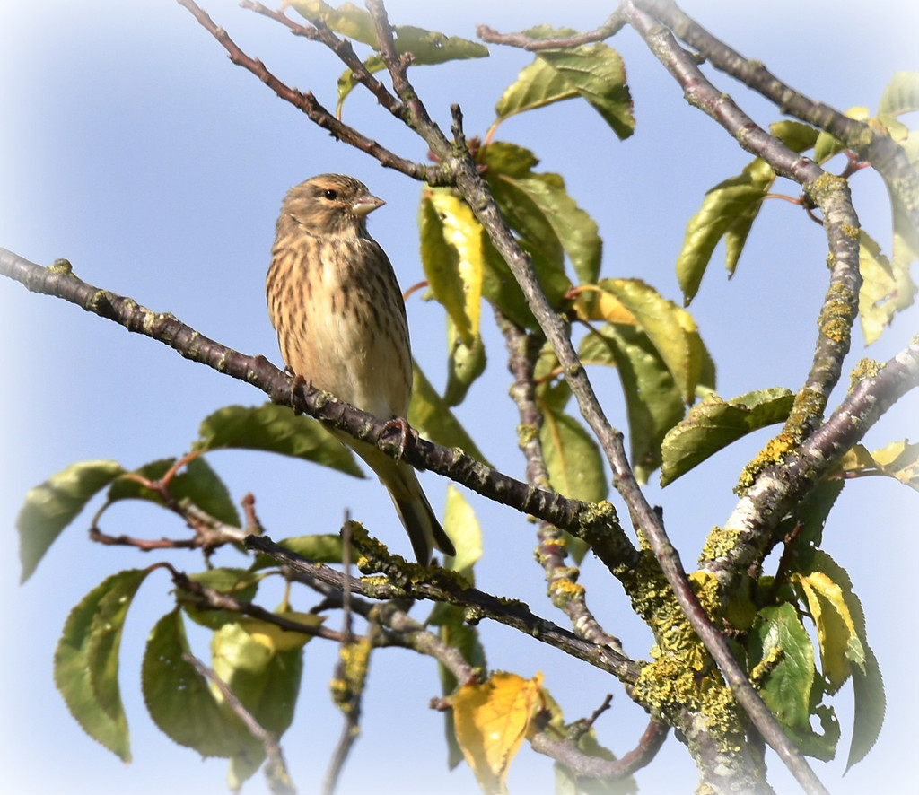 Corn bunting by rosiekind