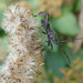 Leaf-footed Bug by cjwhite