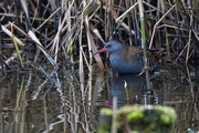 12th Oct 2016 - MORE WATERSIDE BIRDS - TWO