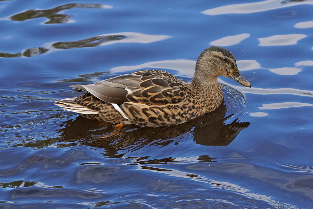 MORE WATERSIDE BIRDS - FOUR by markp