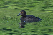 12th Oct 2016 - MORE WATERSIDE BIRDS - THREE